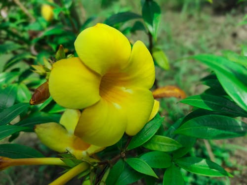 Free stock photo of beautiful flowers, yellow flowers