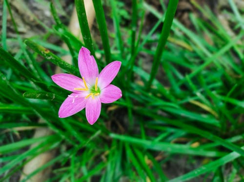 Free stock photo of beautiful flower