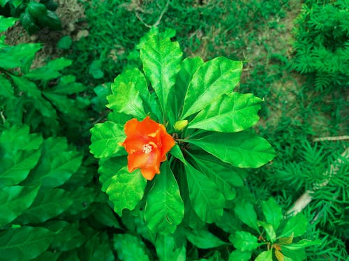 Free stock photo of beautiful flowers, orange flower