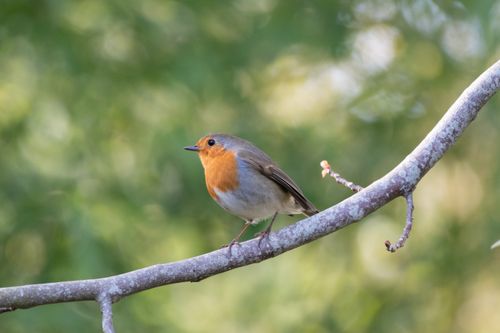 Free Close-up of a European robin on a branch in France, showcasing its vivid colors in a natural setting. Stock Photo