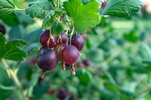 Free Close-up of ripe red currants on a bush, showcasing vibrant colors and lush leaves. Stock Photo