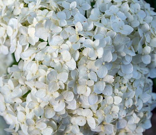 Darmowe zdjęcie z galerii z białe kwiaty, fotografia kwiatowa, hortensja