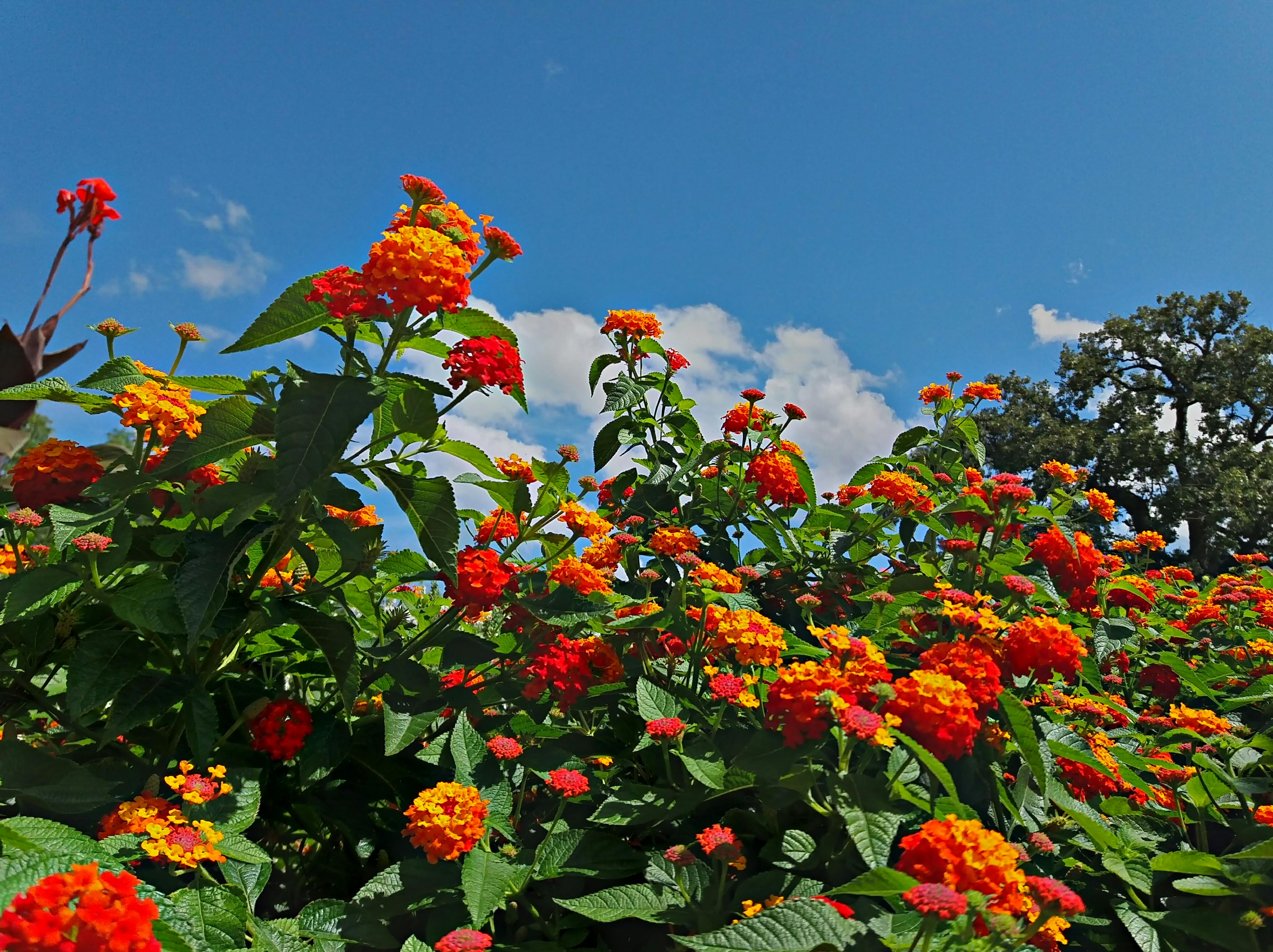 Kostenloses Foto Zum Thema Blumen Hubsch Natur