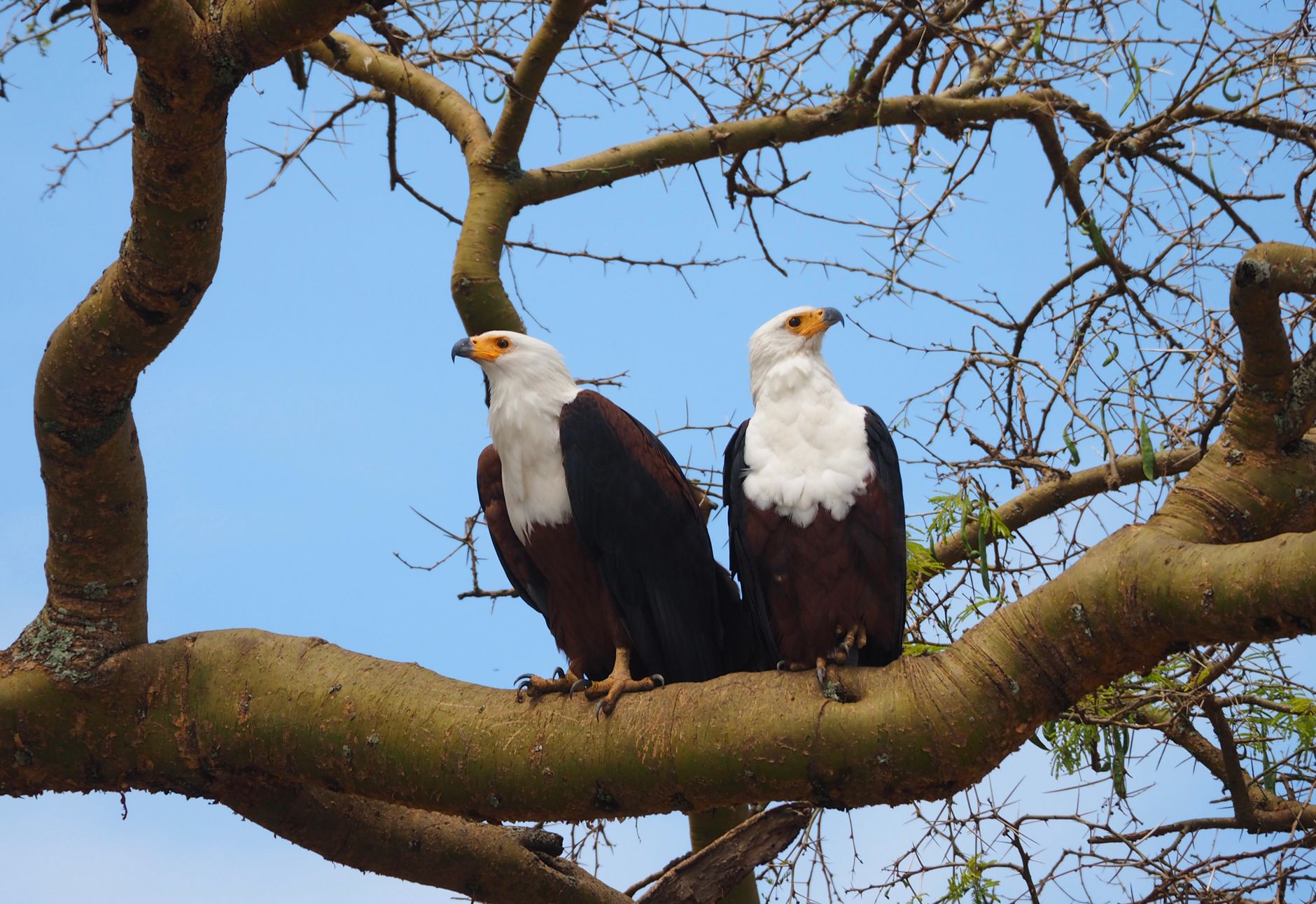 Two African fish eagles perched on a leafless tree branch against a clear blue sky.