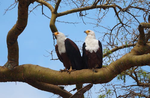 African Fish Eagles on Tree Branch 