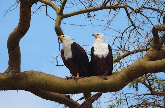 A captivating image of two African fish eagles perched on tree branches against a clear blue sky.