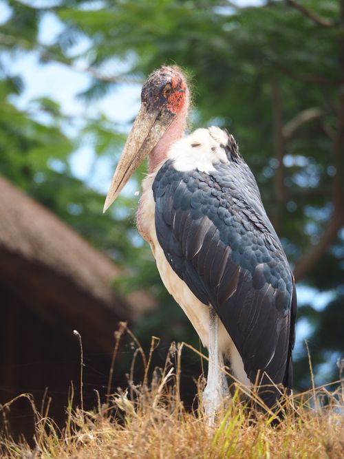 Free Close-up of a marabou stork standing in tall grass under a bright sky. Stock Photo