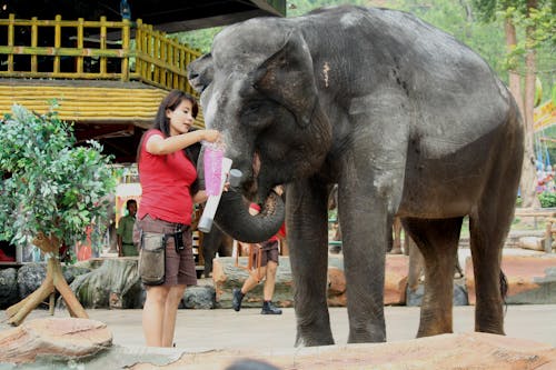 Person Feeding the Elephant