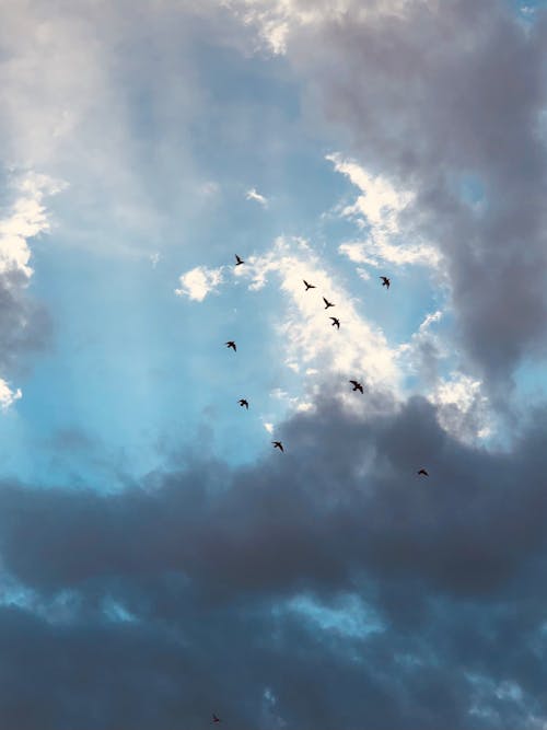 Foto stok gratis burung, burung-burung, langit