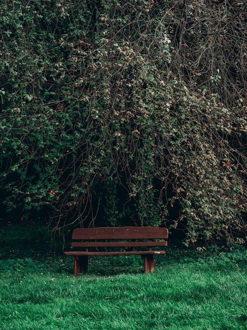 Free A Wooden Bench at a Park Stock Photo