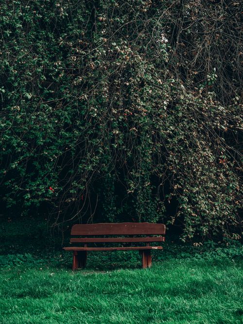 Free Serene wooden bench against lush, green foliage background captures quiet outdoor moment. Stock Photo