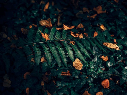 棕色的叶子, 特写, 蕨叶 的 免费素材图片
