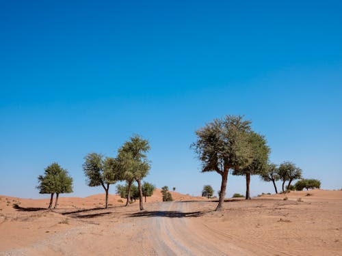 Foto d'estoc gratuïta de arbres verds, camí de carro, cel blau