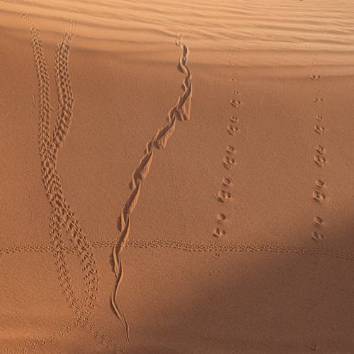 Tracks on Yellow Desert