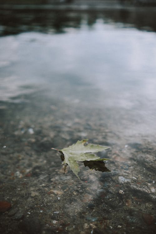 Green Leaf Floating on a Lake 