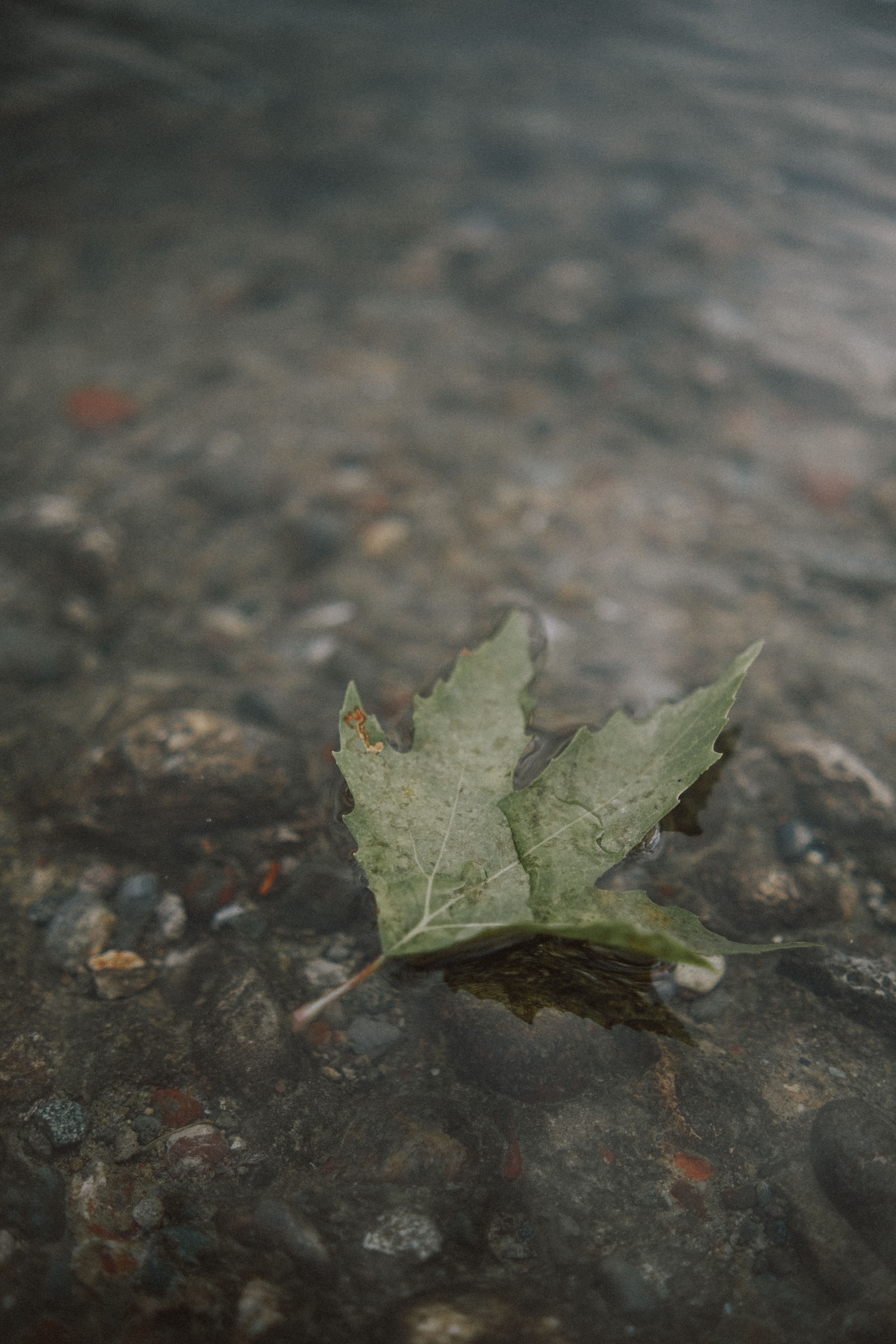 Dried Leaf Floating on Body of Water · Free Stock Photo