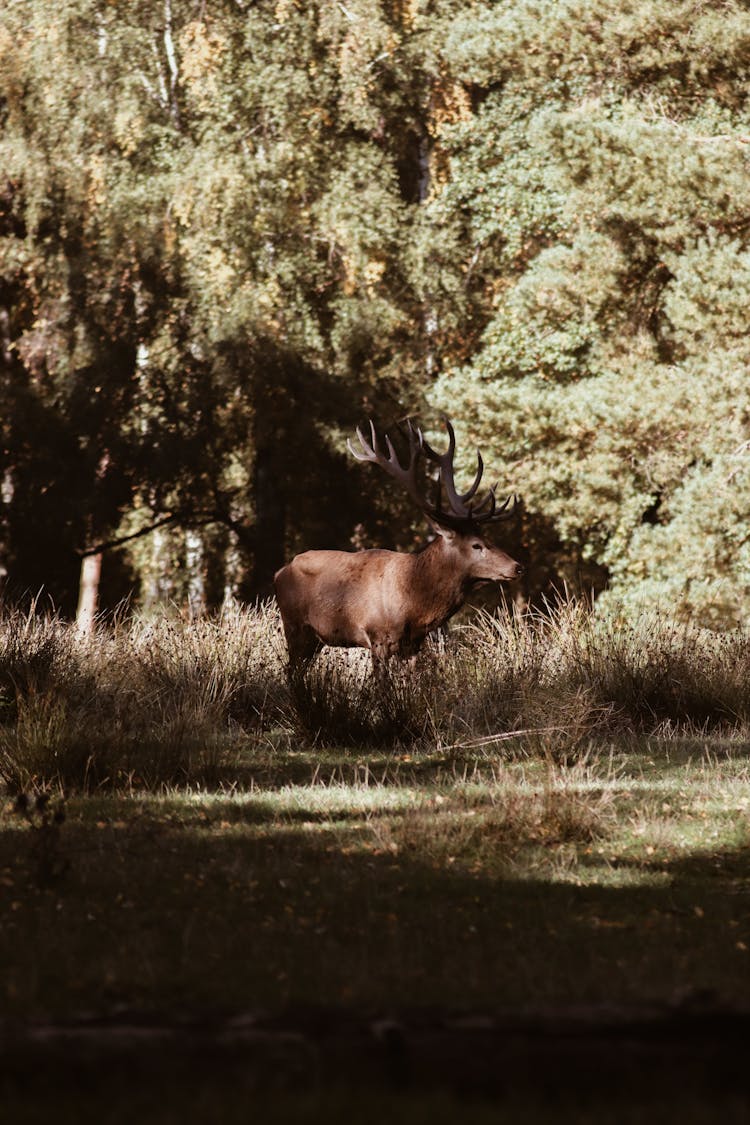 Deer In A Forest 