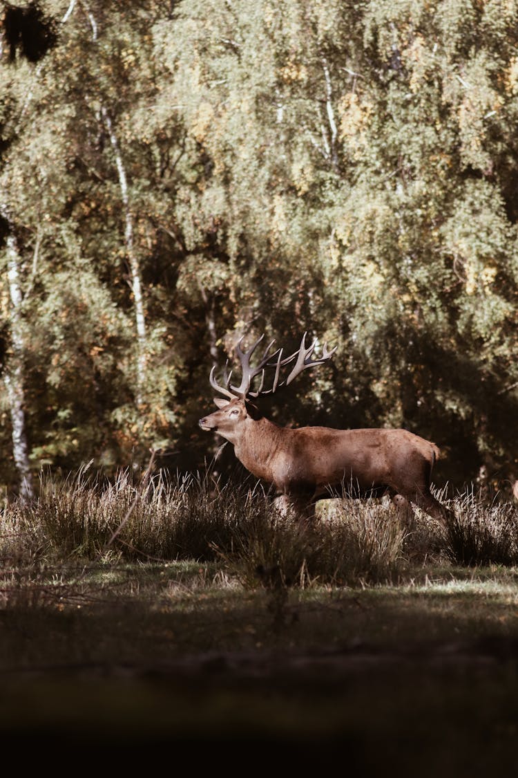 A Deer In A Forest 