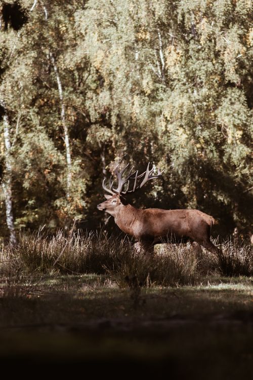 Free A solitary deer stands elegantly in a sunlit forest clearing, showcasing nature's beauty. Stock Photo