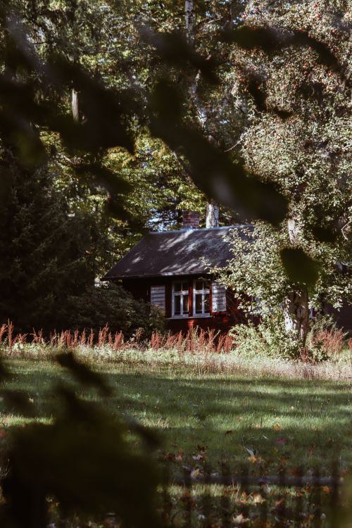 Free Serene cabin nestled in a tranquil forest, surrounded by greenery. Stock Photo