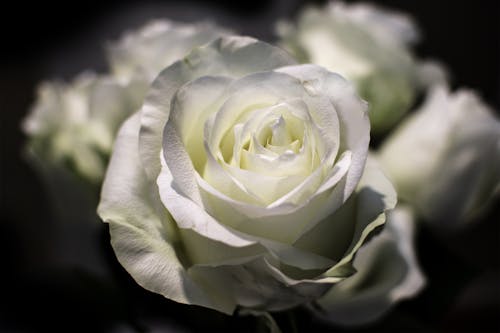 Белые армянские розы