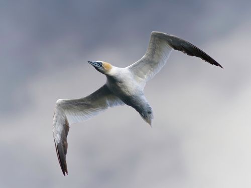 Free Close-up of a northern gannet soaring through the sky with wings fully extended. Stock Photo