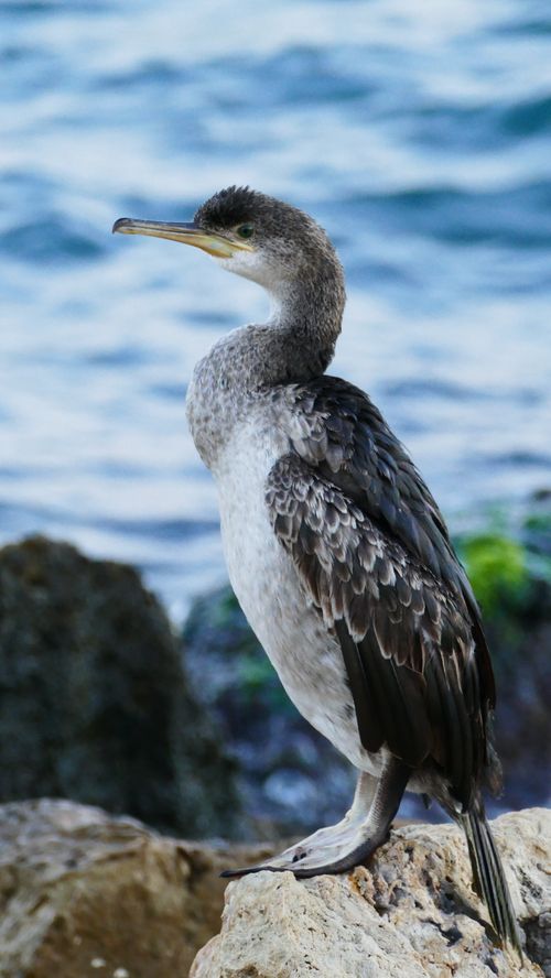 Free Side view of a European Shag (Gulosus aristotelis) perched on rocks by the shore. Stock Photo