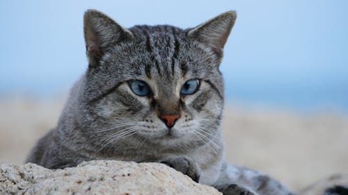 Grey Tabby Cat on Brown Rocks