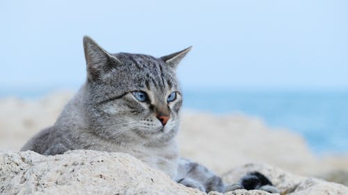 Close-Up Shot of a Gray Tabby Cat Lying on the Rock