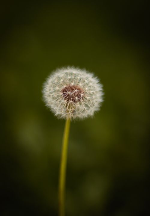 Free A detailed shot of a dandelion seed head against a blurred green background. Stock Photo