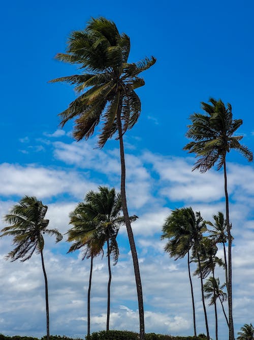 Palm Trees Under a Blue Sky