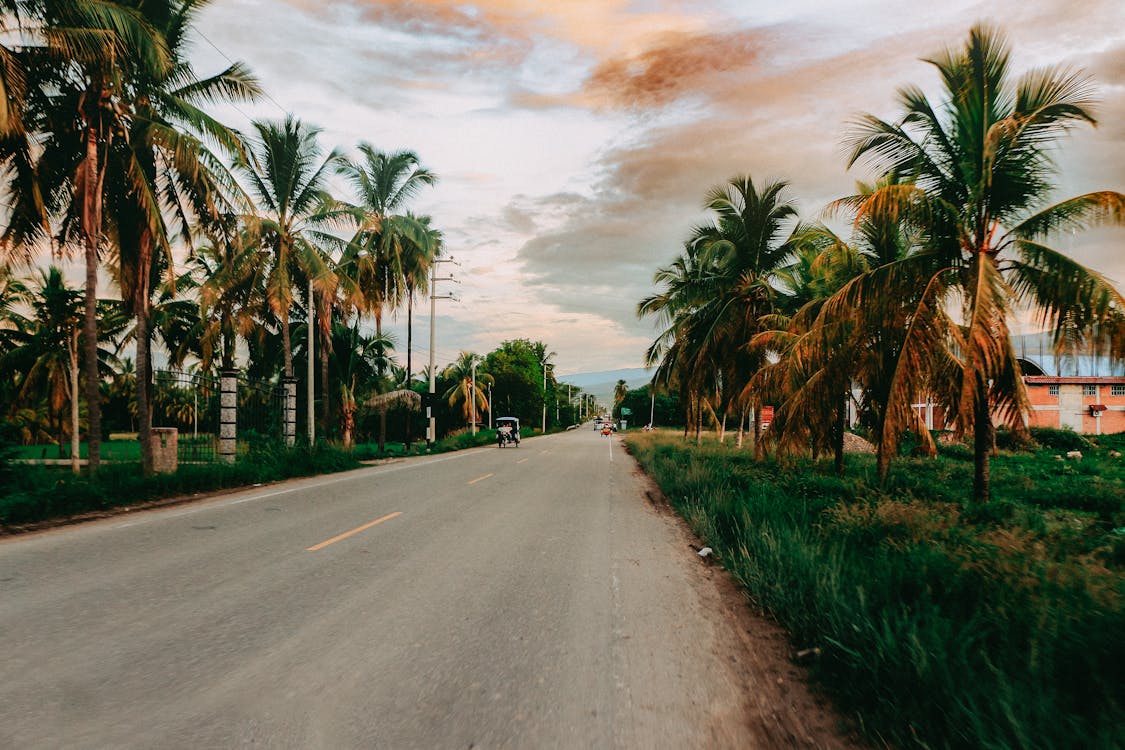 Gray Asphalt Road Between Green Palm Trees · Free Stock Photo