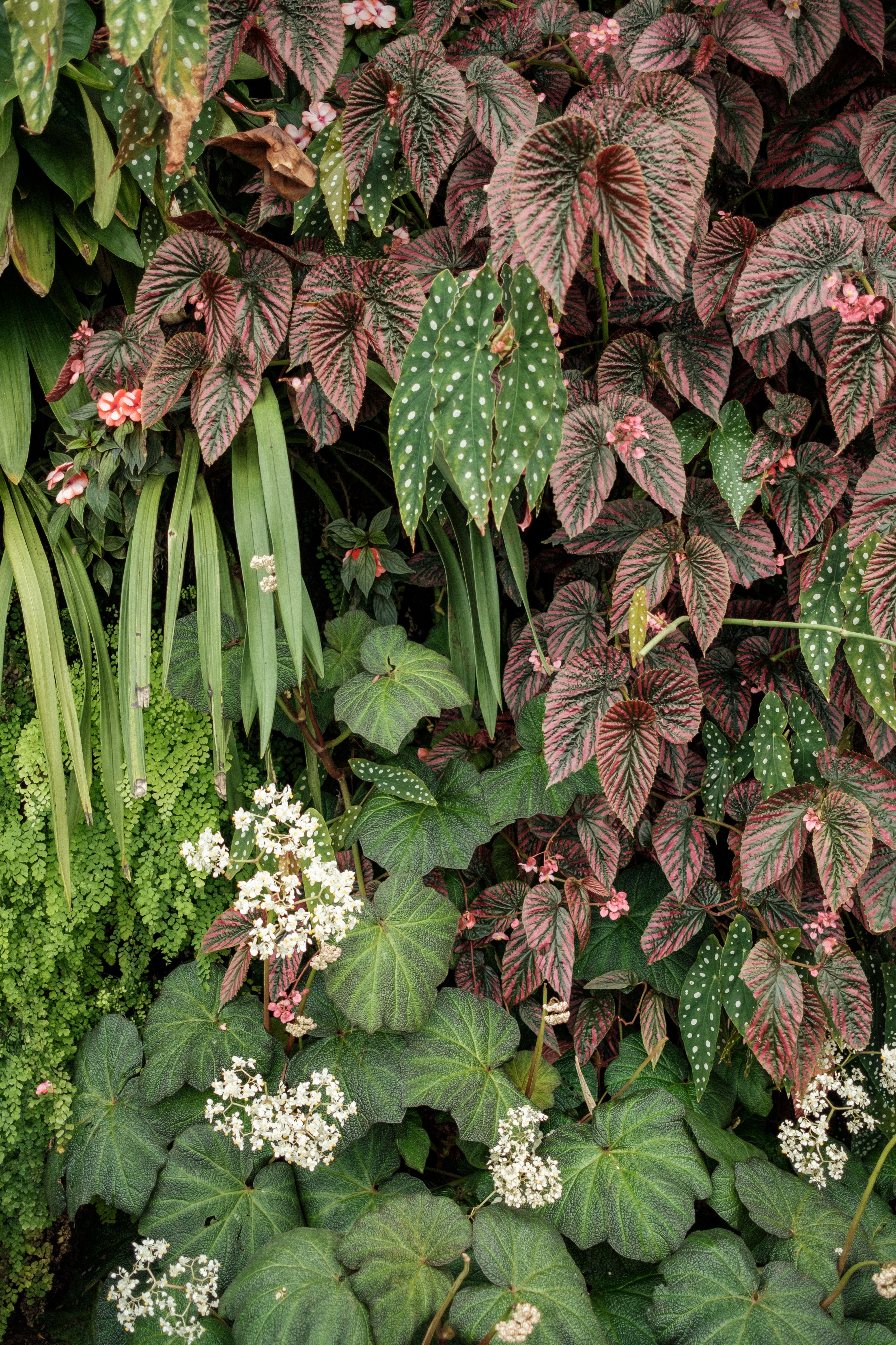 shade tolerant plants UK garden