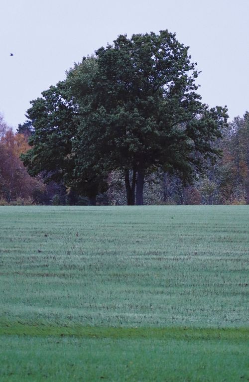 Free Serene landscape of a lush green field with a solitary tree in the countryside. Stock Photo