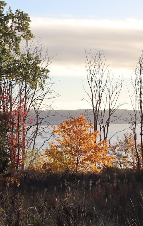 Trees on Lakeshore in Autumn