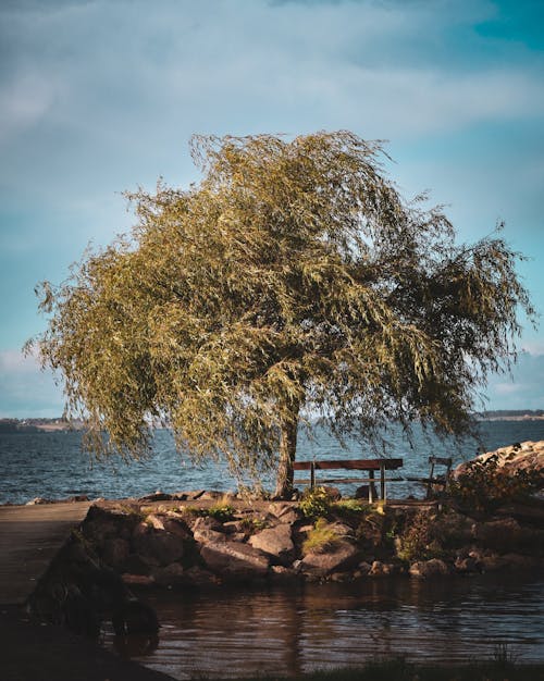 A Tree Near the Sea