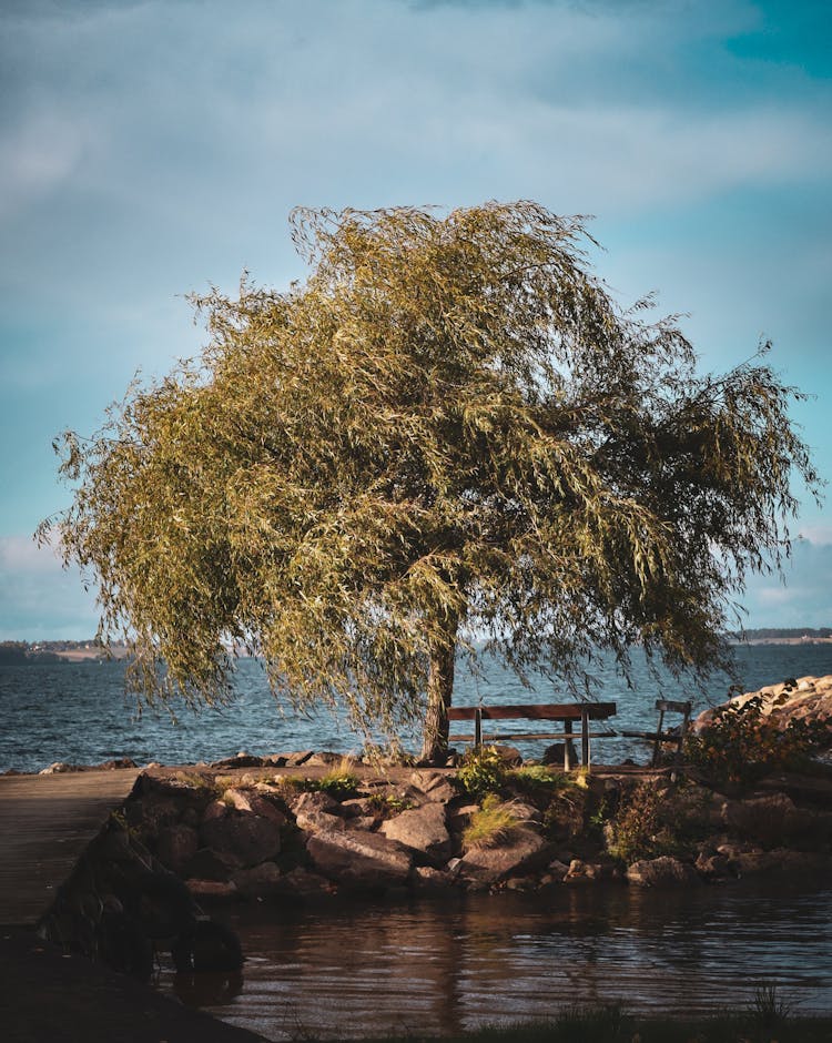 A Tree Near The Sea