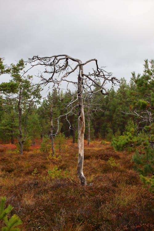 A Tree in Autumn 