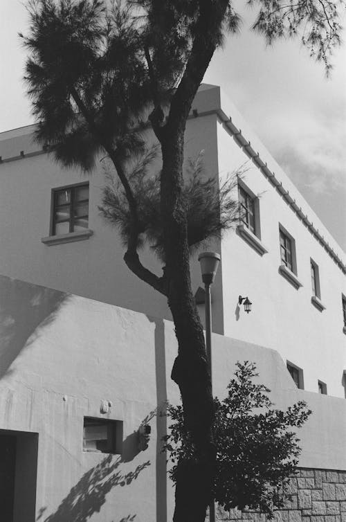 Безкоштовне стокове фото на тему «Будівля, вертикальні постріл, дерево»