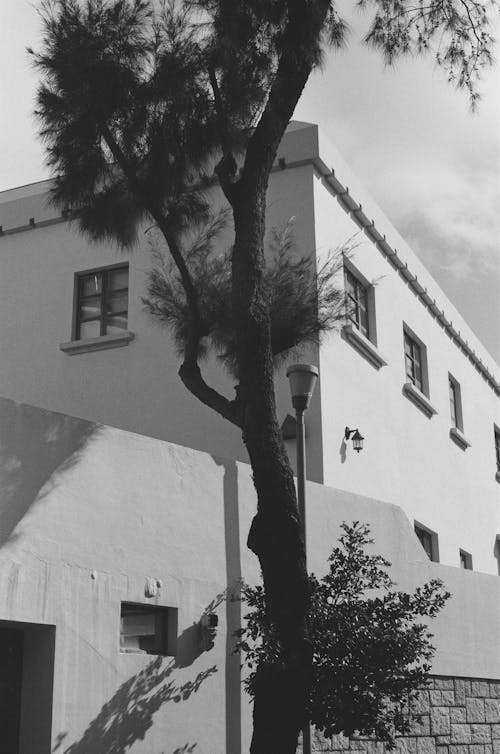 Tree near Building Wall