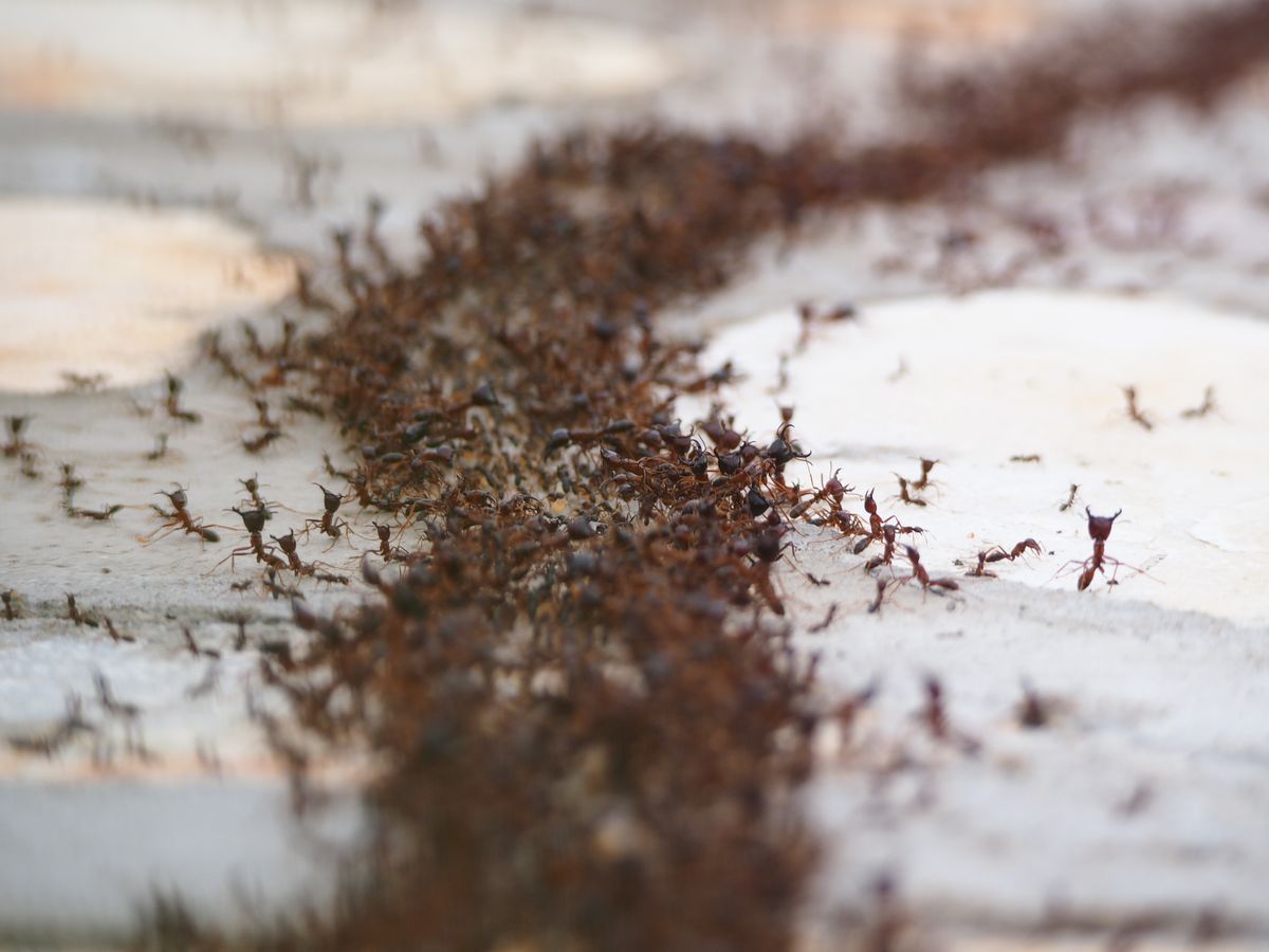 A trail of ants moving across a paved surface, typical of a Tallahassee kitchen or patio invasion