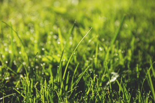 Free Macro Photography of Green Grass Field With Rain Drops Stock Photo