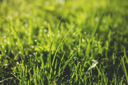 Free Macro shot of fresh green grass with dewdrops glistening in sunlight, showcasing nature's beauty. Stock Photo