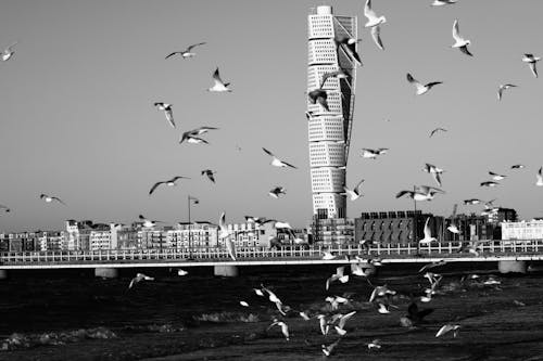 城市, 海, 海鷗 的 免費圖庫相片
