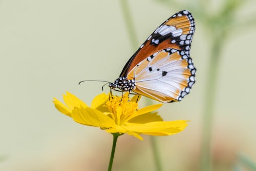 무료 곤충, 곤충 사진, 나비의 무료 스톡 사진