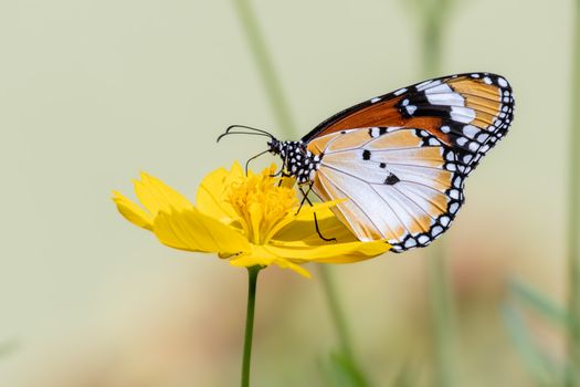 Close-Up Shot of a Plain Tiger Butterfly on Yellow Flower