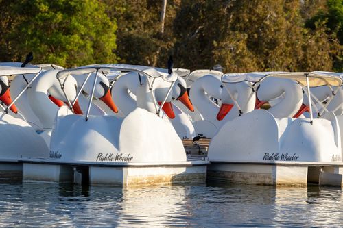 Free A fleet of white swan-shaped pedal boats docked on a tranquil lake, surrounded by lush greenery. Stock Photo