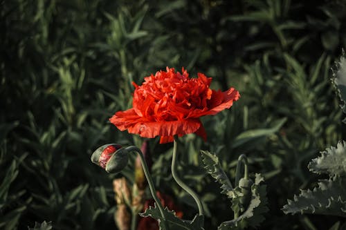 Darmowe zdjęcie z galerii z czerwony kwiat, czerwony mak, delikatny