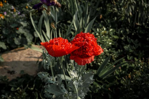 Free Red Poppy Flowers in Bloom Stock Photo
