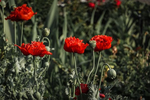 Foto stok gratis berkembang, bunga merah, bunga poppy